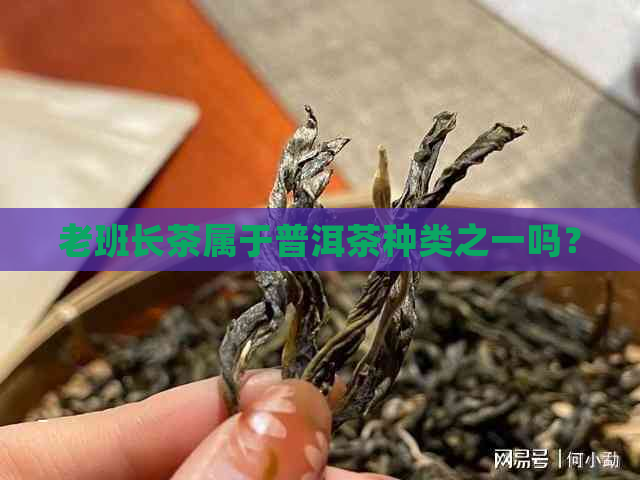 老班长茶属于普洱茶种类之一吗？