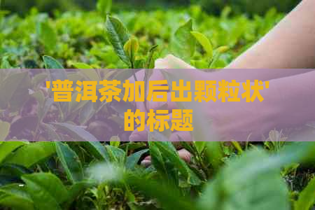 '普洱茶加后出颗粒状'的标题