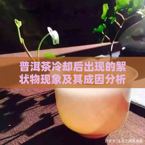 普洱茶冷却后出现的絮状物现象及其成因分析