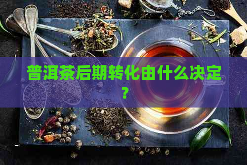 普洱茶后期转化由什么决定？