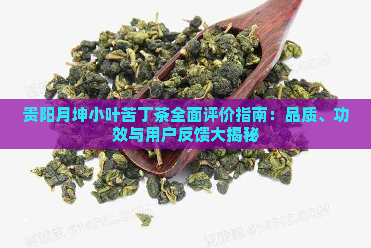 贵阳月坤小叶苦丁茶全面评价指南：品质、功效与用户反馈大揭秘