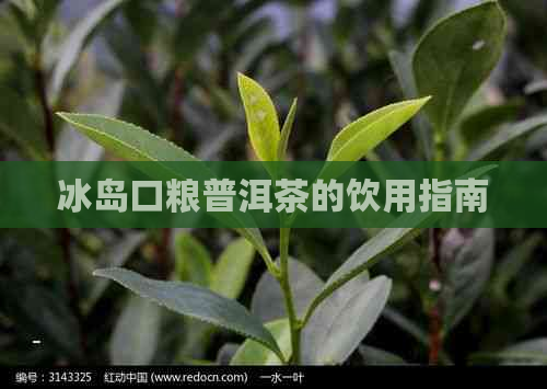 冰岛口粮普洱茶的饮用指南