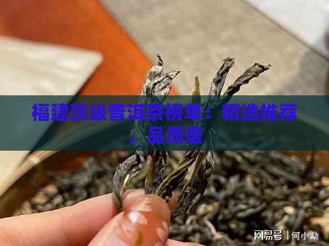 福建顶级普洱茶榜单：精选推荐，品质鉴