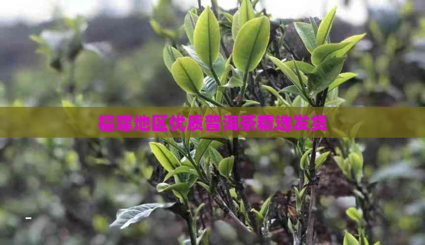 福建地区优质普洱茶精选发货