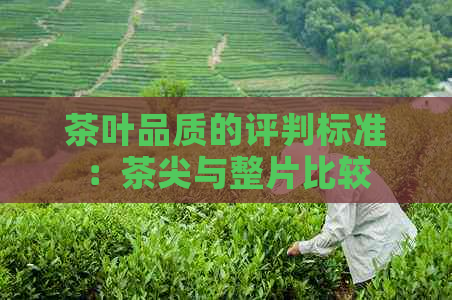 茶叶品质的评判标准：茶尖与整片比较