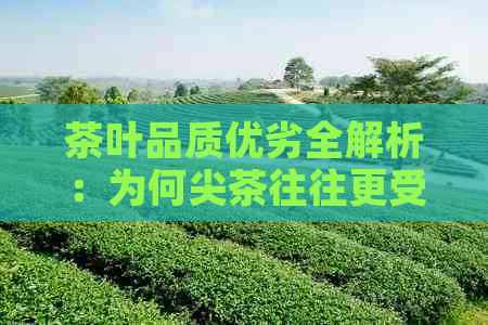 茶叶品质优劣全解析：为何尖茶往往更受欢迎？