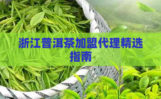 浙江普洱茶加盟代理精选指南