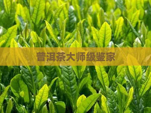 普洱茶大师级鉴家