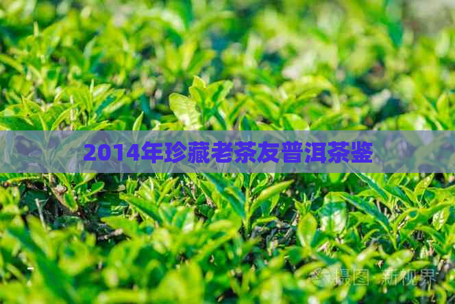 2014年珍藏老茶友普洱茶鉴