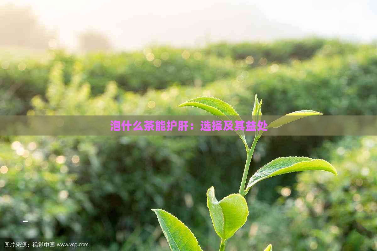 泡什么茶能护肝：选择及其益处