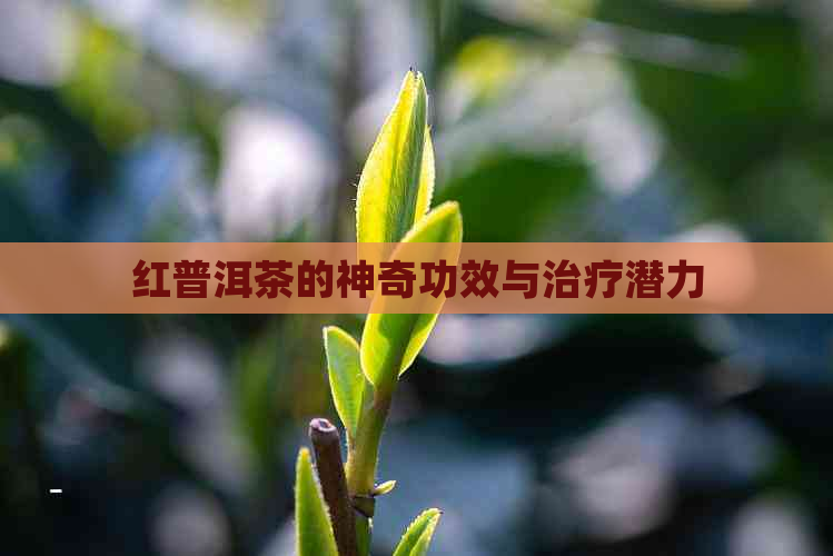 红普洱茶的神奇功效与治疗潜力