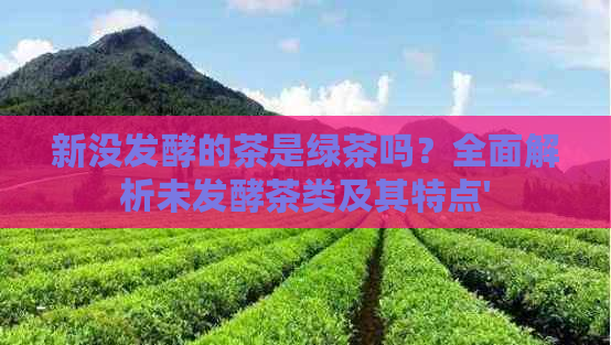 新没发酵的茶是绿茶吗？全面解析未发酵茶类及其特点'