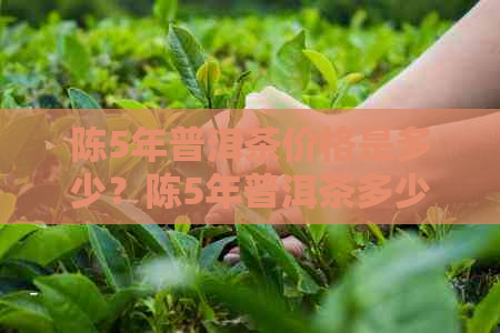 陈5年普洱茶价格是多少？陈5年普洱茶多少钱？357克普洱茶5年的价格是多少？