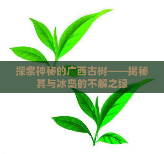 探索神秘的广西古树——揭秘其与冰岛的不解之缘