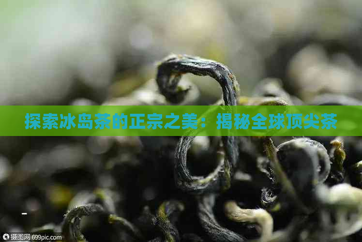 探索冰岛茶的正宗之美：揭秘全球顶尖茶