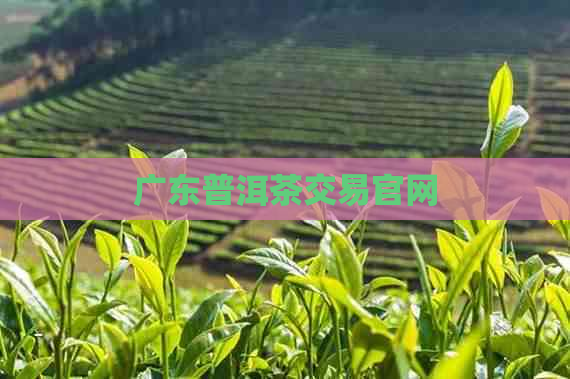 广东普洱茶交易官网