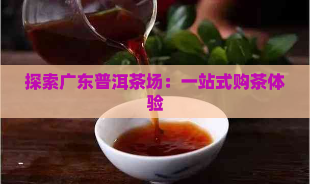 探索广东普洱茶场：一站式购茶体验