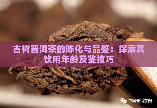 古树普洱茶的陈化与品鉴：探索其饮用年龄及鉴技巧