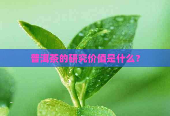 普洱茶的研究价值是什么？