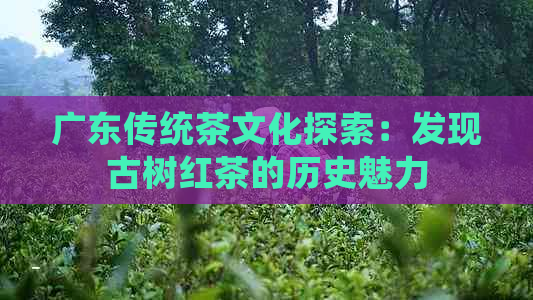 广东传统茶文化探索：发现古树红茶的历史魅力