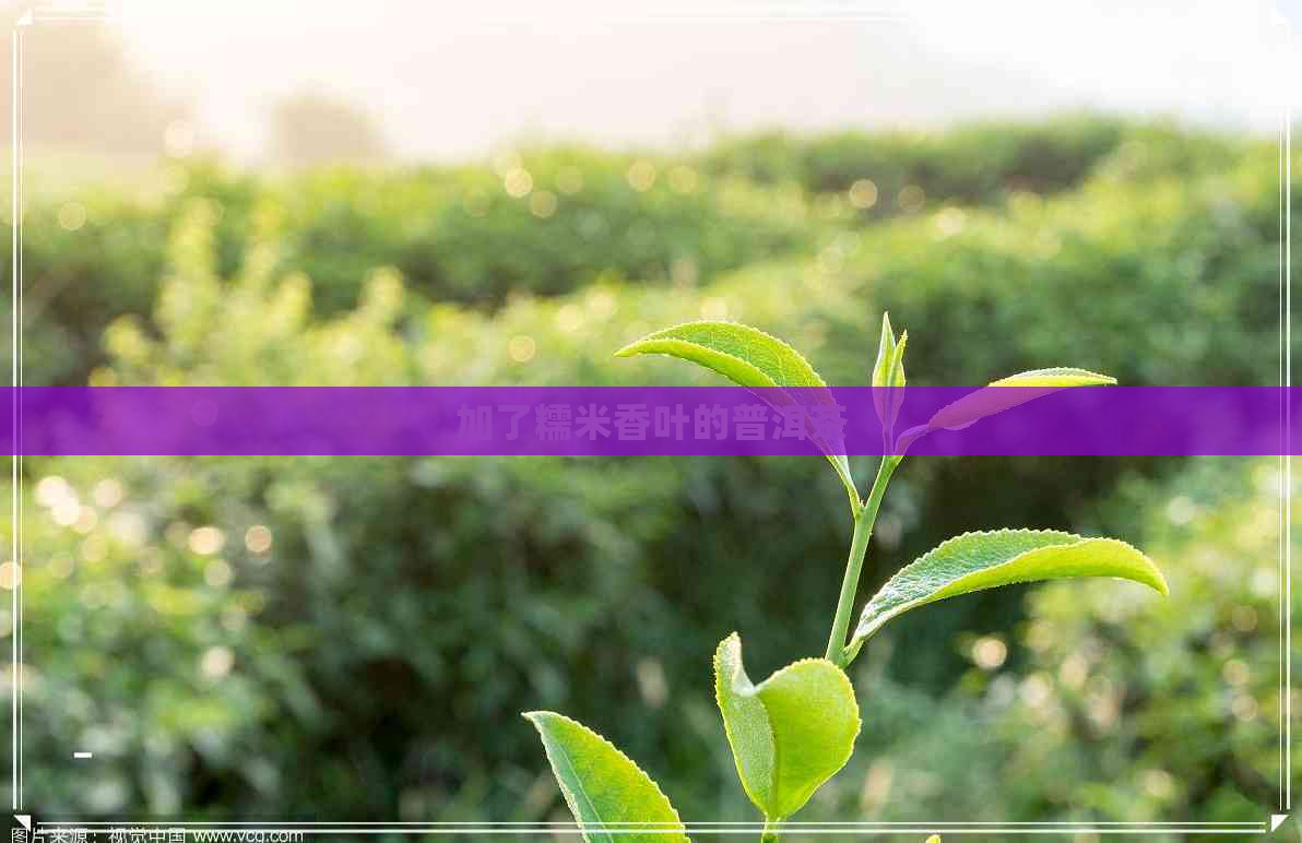 加了糯米香叶的普洱茶