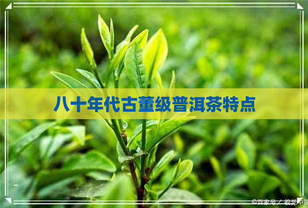 八十年代古董级普洱茶特点