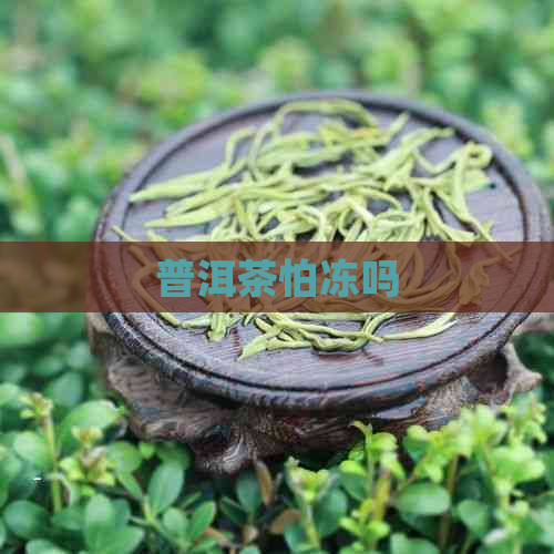 普洱茶怕冻吗