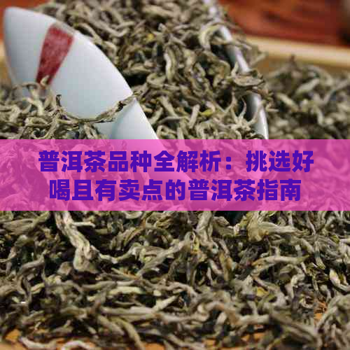 普洱茶品种全解析：挑选好喝且有卖点的普洱茶指南