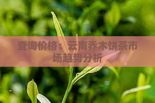 查询价格：云南乔木饼茶市场趋势分析