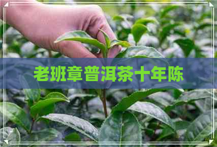 老班章普洱茶十年陈