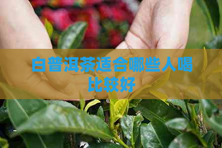 白普洱茶适合哪些人喝比较好