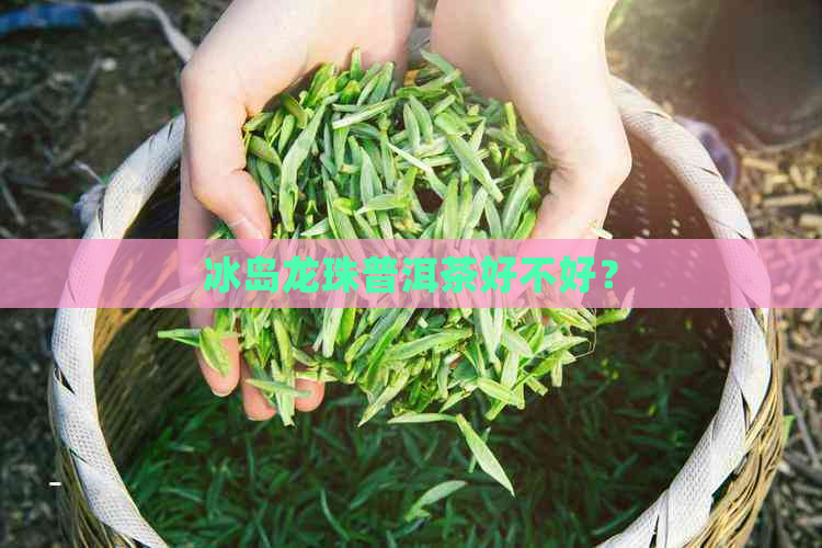 冰岛龙珠普洱茶好不好？