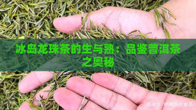 冰岛龙珠茶的生与熟：品鉴普洱茶之奥秘