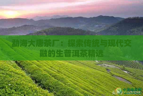 勐海大唐茶厂：探索传统与现代交融的生普洱茶精选