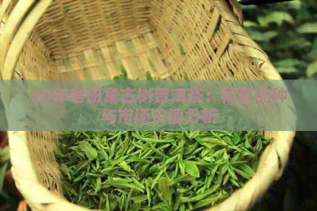 20年老班章古树普洱茶：稀有品种与市场价值分析