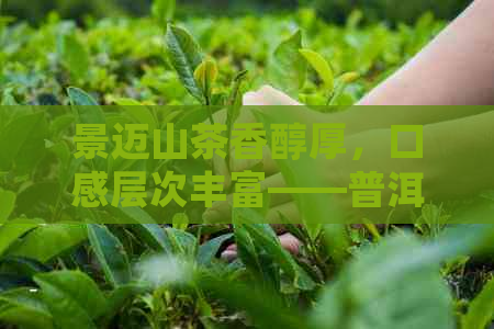 景迈山茶香醇厚，口感层次丰富——普洱茶的独特品鉴