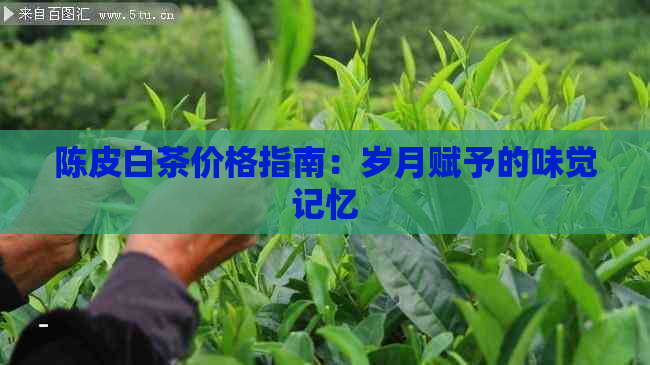 陈皮白茶价格指南：岁月赋予的味觉记忆