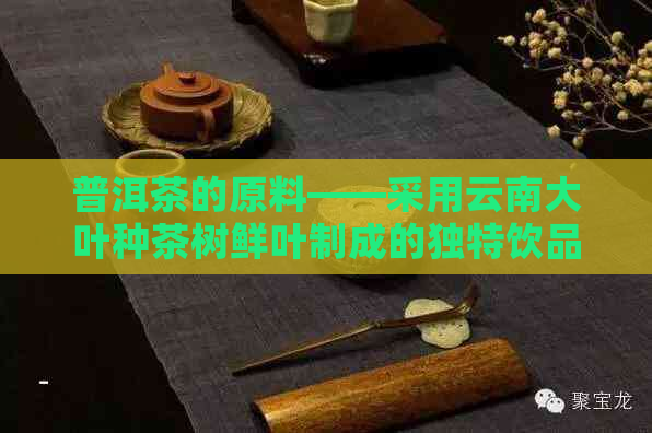 普洱茶的原料——采用云南大叶种茶树鲜叶制成的独特饮品