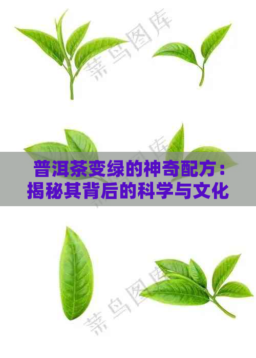 普洱茶变绿的神奇配方：揭秘其背后的科学与文化