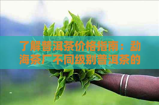 了解普洱茶价格指南：勐海茶厂不同级别普洱茶的价格分析