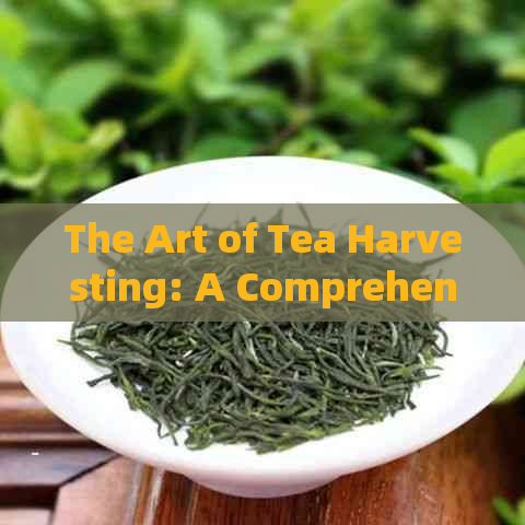 The Art of Tea Harvesting: A Comprehensive Guide to the Process