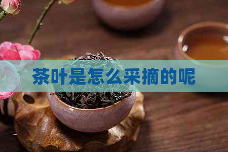 茶叶是怎么采摘的呢