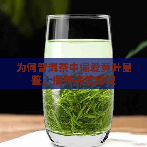 为何普洱茶中偏爱黄叶品鉴，揭秘挑选秘诀