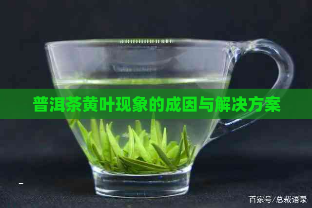 普洱茶黄叶现象的成因与解决方案