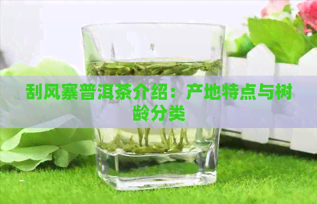 刮风寨普洱茶介绍：产地特点与树龄分类