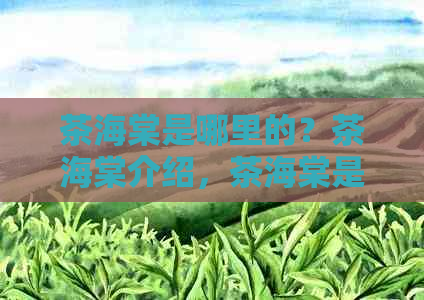 茶海棠是哪里的？茶海棠介绍，茶海棠是什么公司旗下的一个？