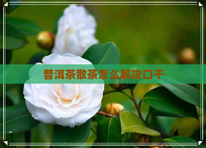 普洱茶散茶怎么解决口干