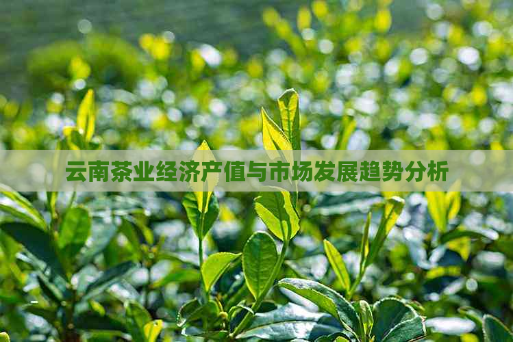 云南茶业经济产值与市场发展趋势分析