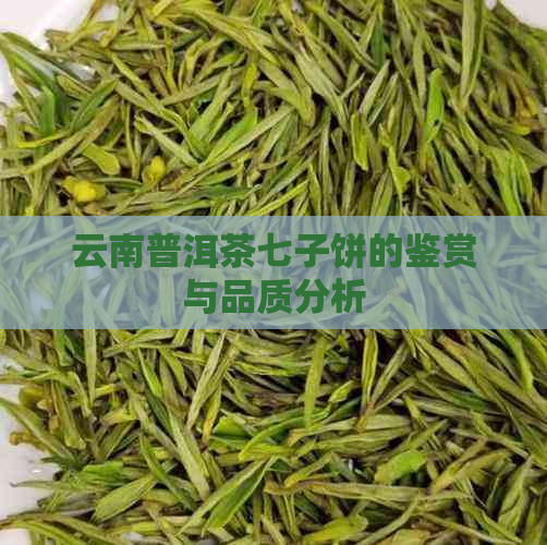 云南普洱茶七子饼的鉴赏与品质分析