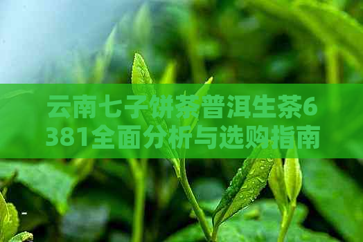 云南七子饼茶普洱生茶6381全面分析与选购指南